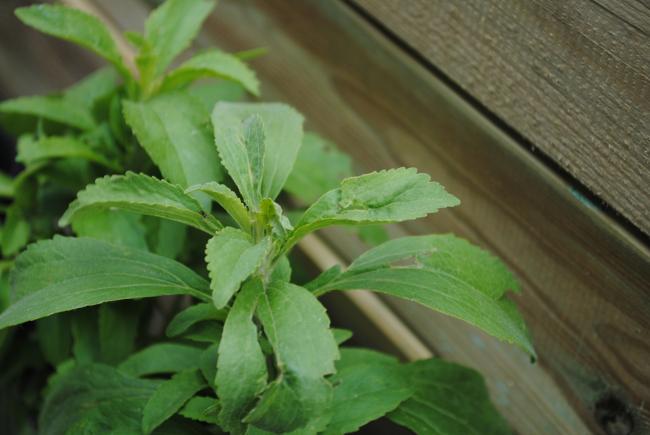 stevia72521337603156.JPG