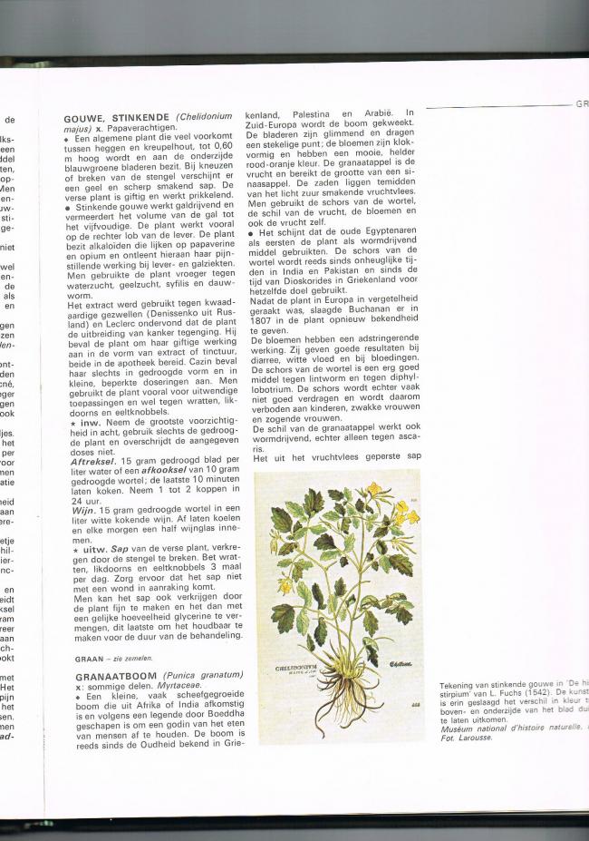 stinkende-gouwe52601339402394.jpg