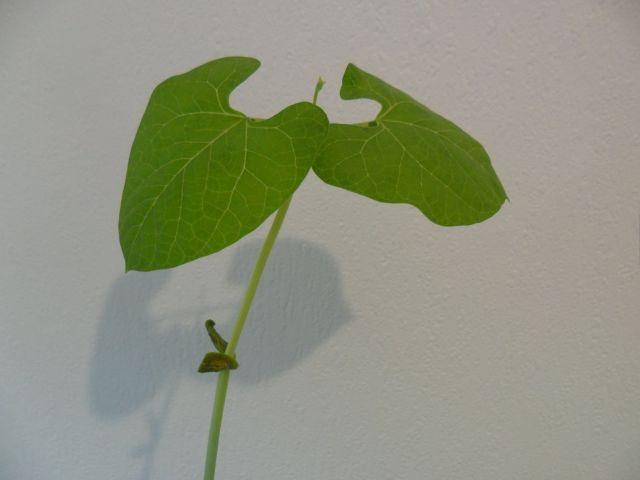 stokboon-(1)86721336235606.JPG