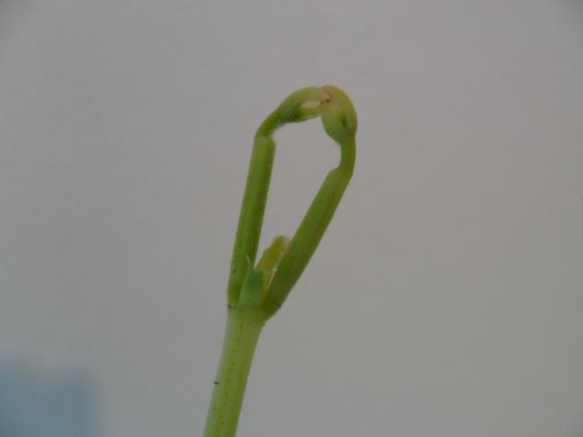 stokboon-(2)73321336235622.JPG