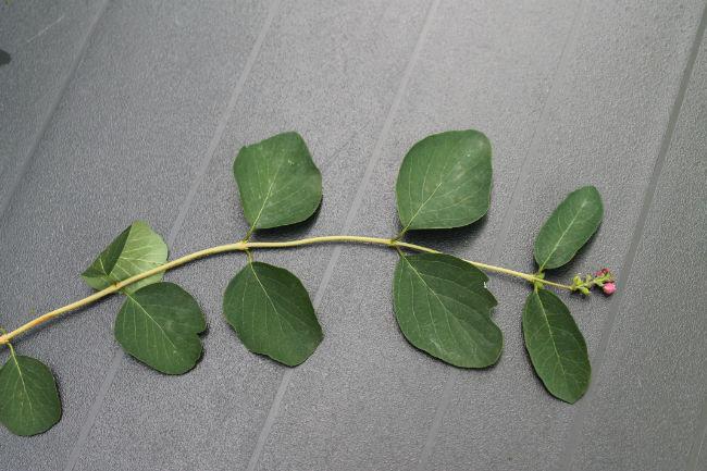 struik-moestuinforum-00614311401790684.JPG