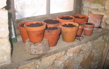tbasilicumpotten22191333558386.JPG