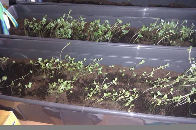 tnspruitkool-en-broccoli99341334334026.jpg