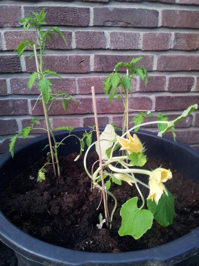 tomaat-courgette45821369856813.jpg