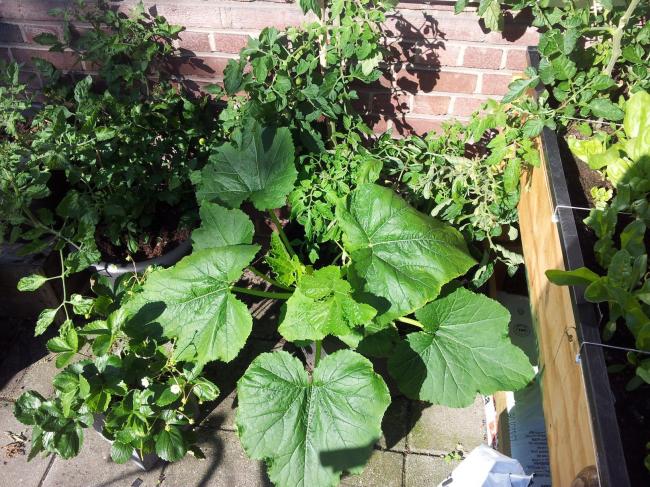 tomaat-en-courgette-in-speciekuip-8-7-1360071373313518.jpg