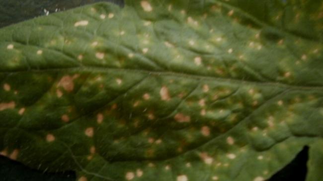 tomaatblad--213501350818257.jpg