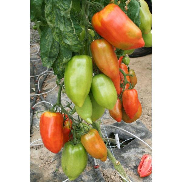 tomate-bio-cornabel-f1-type-cornue-des-andes-motte-unitaire50181378798338.jpg