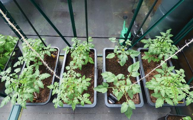 tomaten-14-05-1694891463235502.JPG