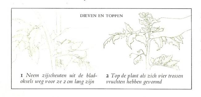 tomaten-i000174841336661356.jpg