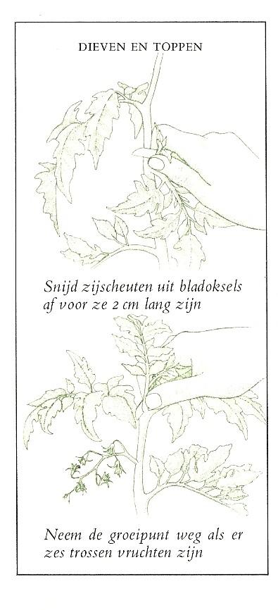 tomaten-ii000236461336671113.jpg