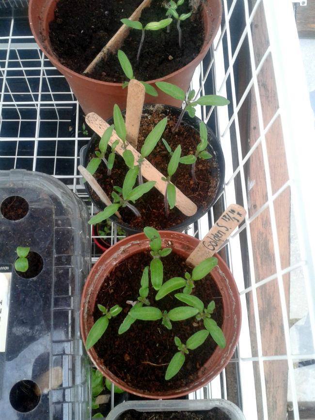 tomaten-mrt55861396209755.jpg
