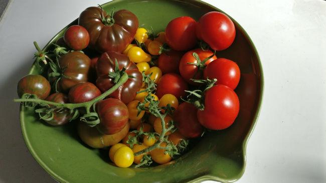 tomaten-oogsten-op-de-nationale-feestdag52771532190379.jpg