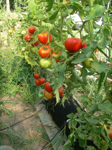 tomaten-plant-in-garden-tube38341363610026.JPG