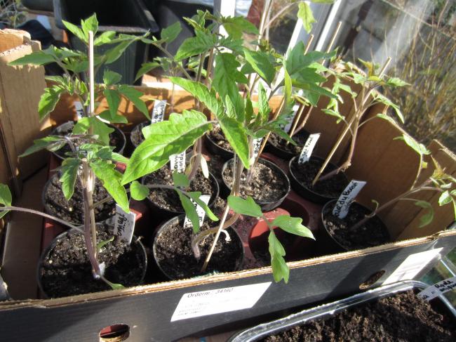 tomaten10maart25231331505635.jpg