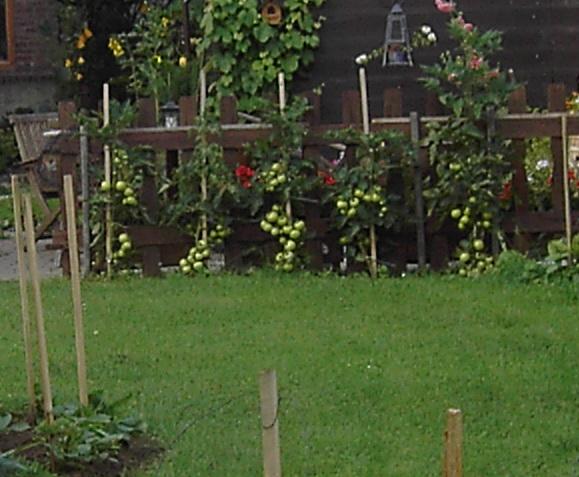 tomaten1129531332153750.jpg