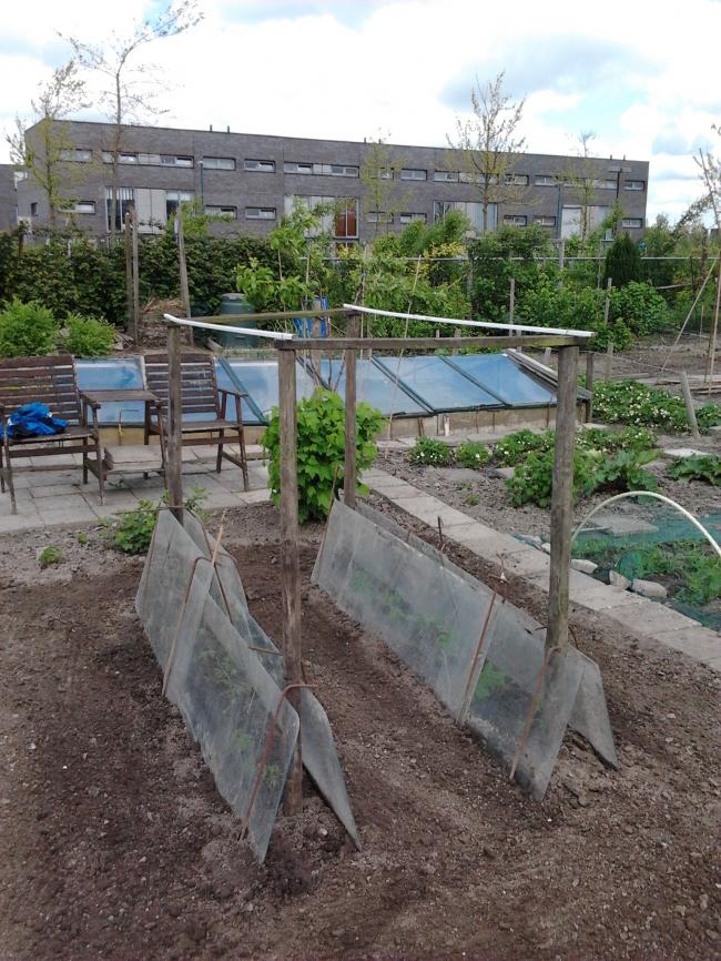tomaten20681336941410.jpg