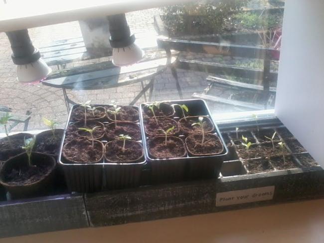 tomaten61631364198645.jpg