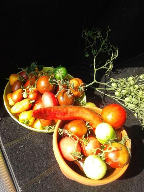 tomaten63061441547221.jpg