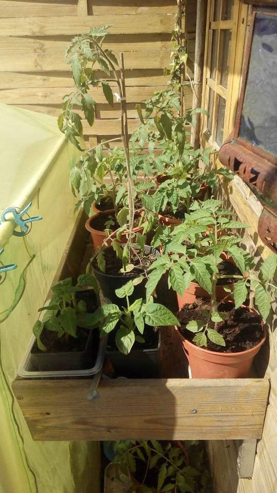 tomaten86571463261373.jpg
