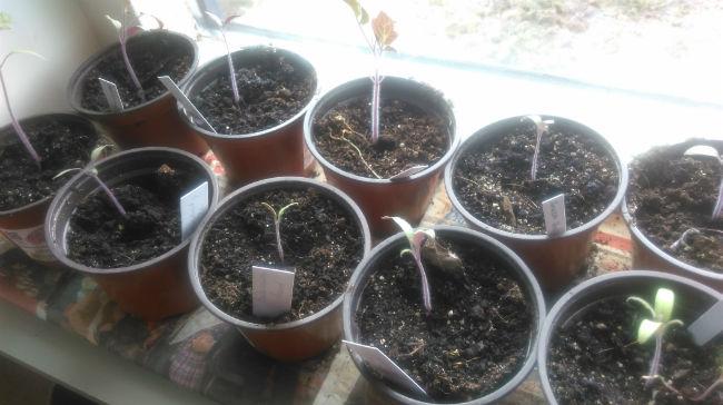tomaten91581493300409.jpg