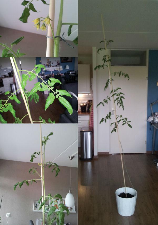 tomatenplant63771401359707.jpg