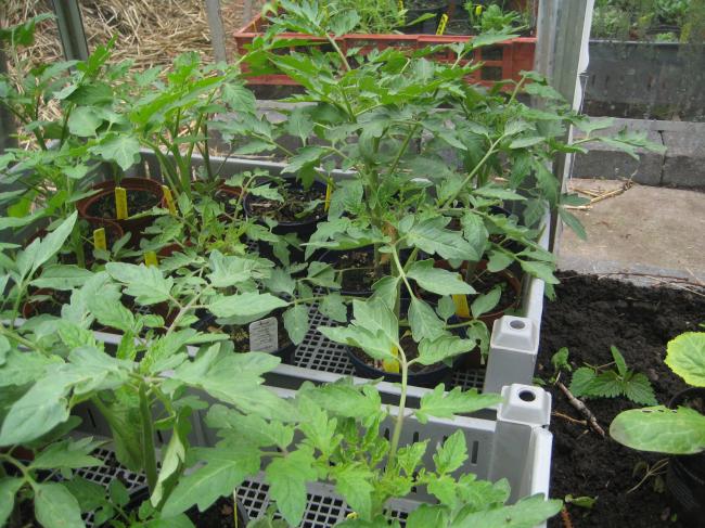tomatenplanten44181369579471.JPG