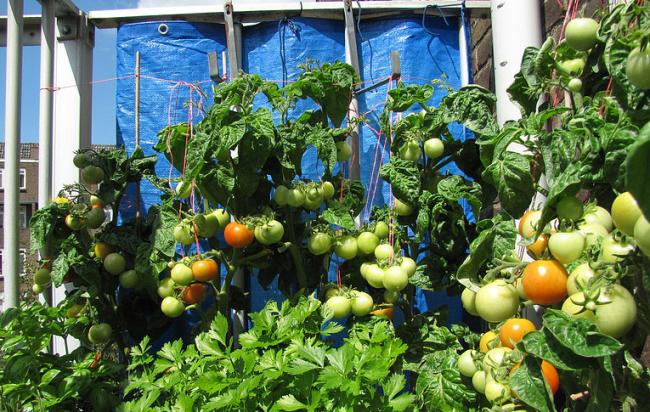 tomatentouw80391338979096.jpg