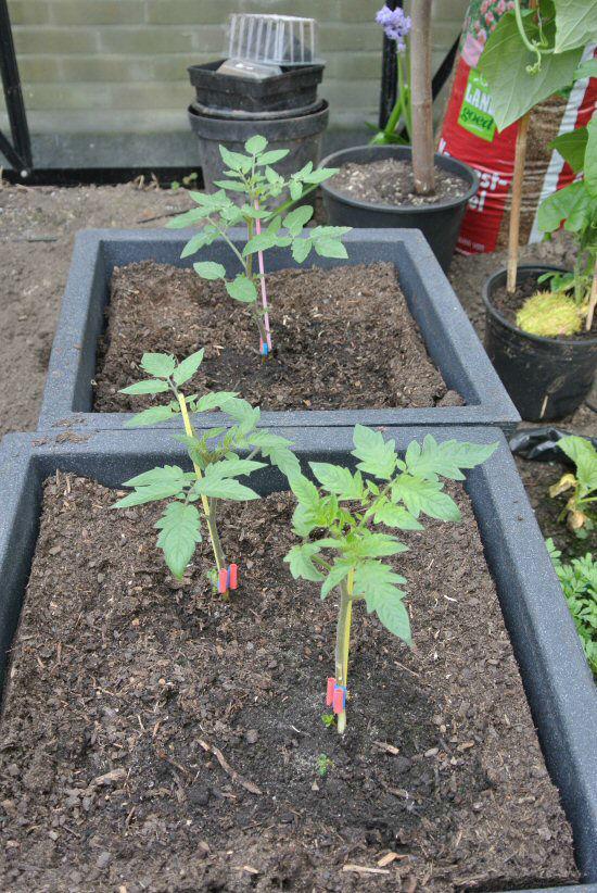 tomtato340601430760349.jpg