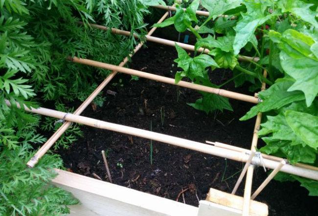 tonkinstokken-groot-tegen-katten-in-de-tuin67141491474856.jpg