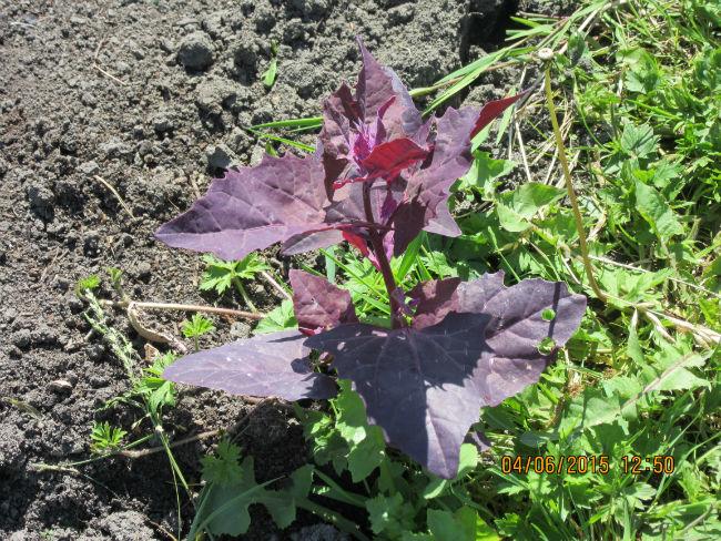 tuin-00135641433414408.JPG