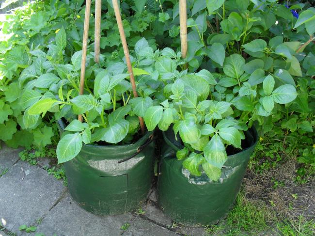 tuin-00381071371940847.JPG