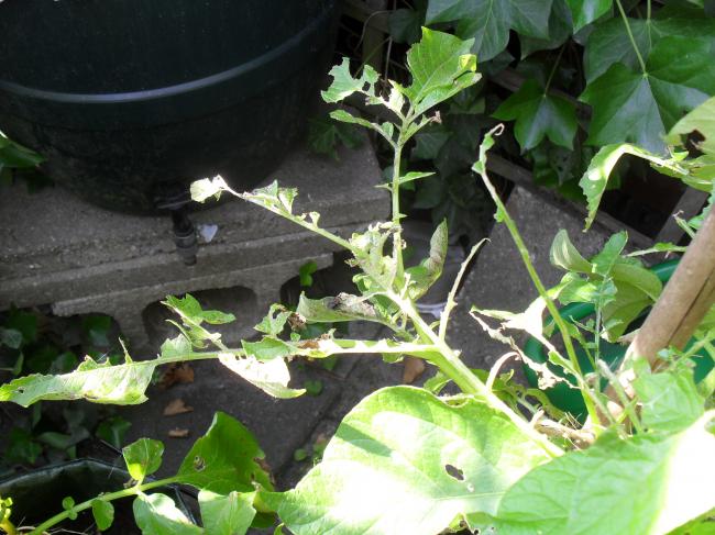 tuin-00557121374577138.JPG