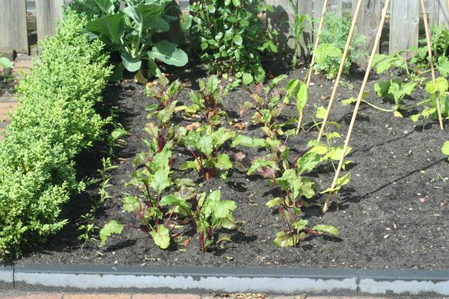 tuin-01229101326910240.JPG