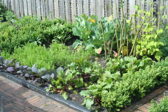 tuin-01458541326910313.JPG