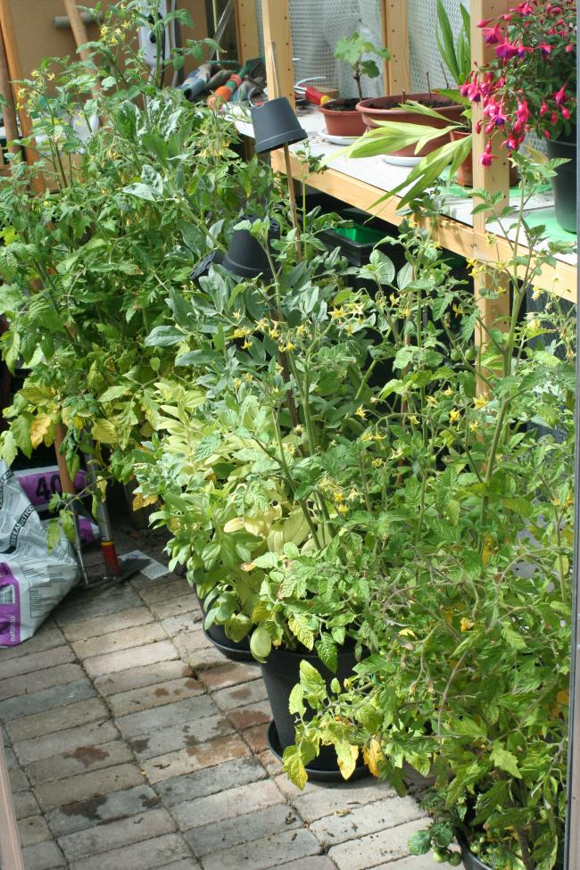 tuin-01590151326953207.JPG