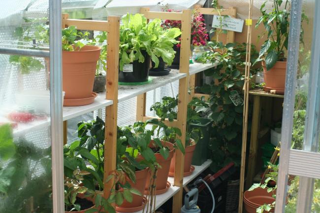 tuin-01748491326953237.JPG
