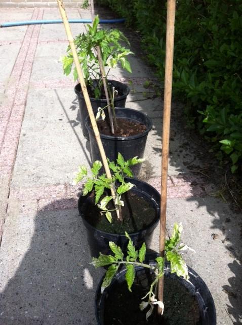 tuin-04-05-13-182551370336848.JPG