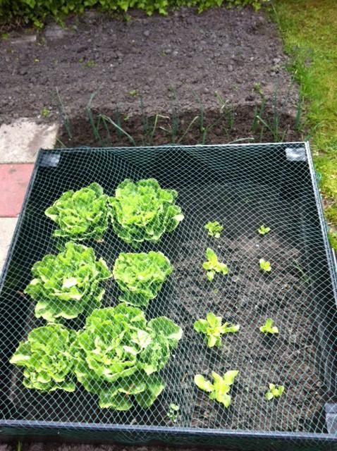 tuin-04-05-13-387011370336851.JPG
