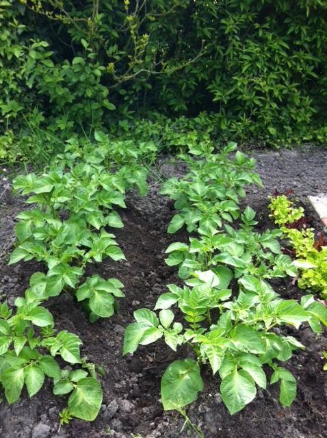 tuin-04-05-13-420371370336850.JPG