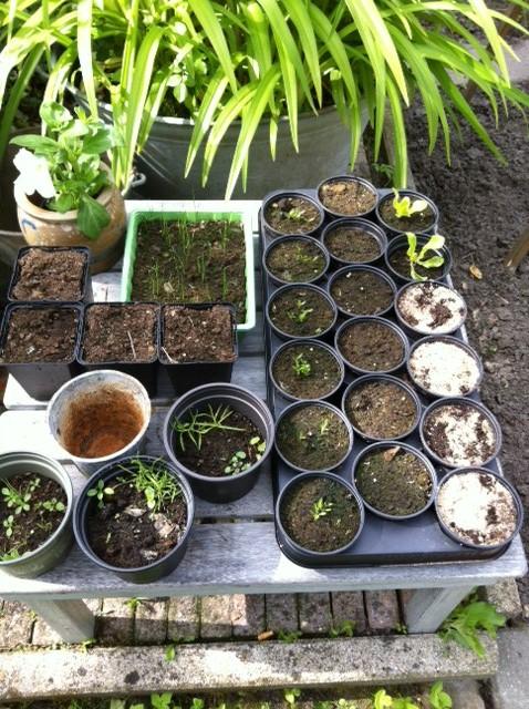 tuin-04-05-13-625821370336850.JPG