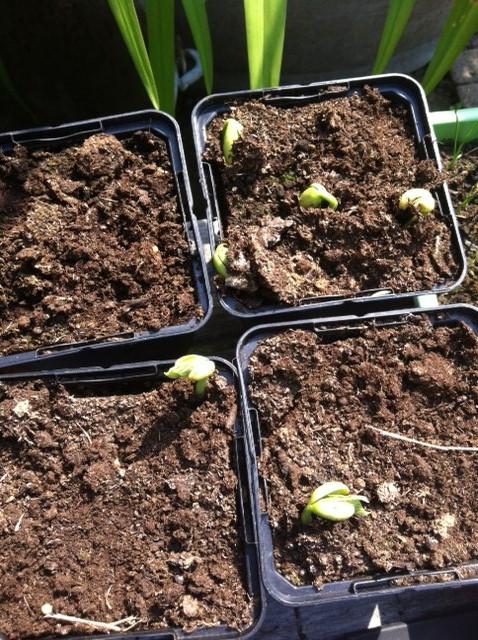 tuin-05-06-2013-396981370447070.JPG