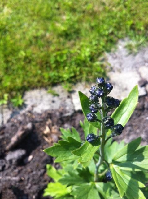 tuin-05-06-2013-468461370448148.JPG