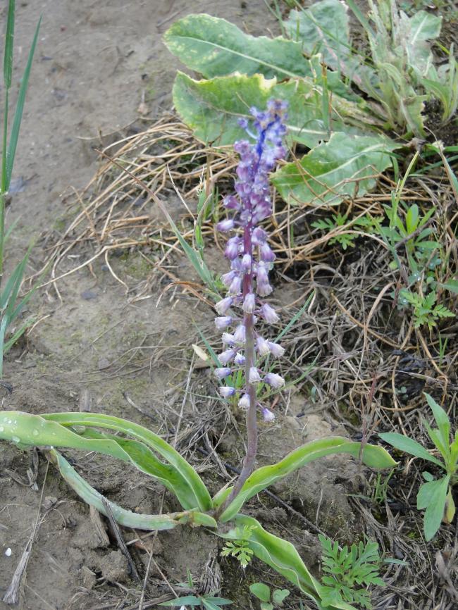tuin-1-juni-2013-01335281370147976.JPG
