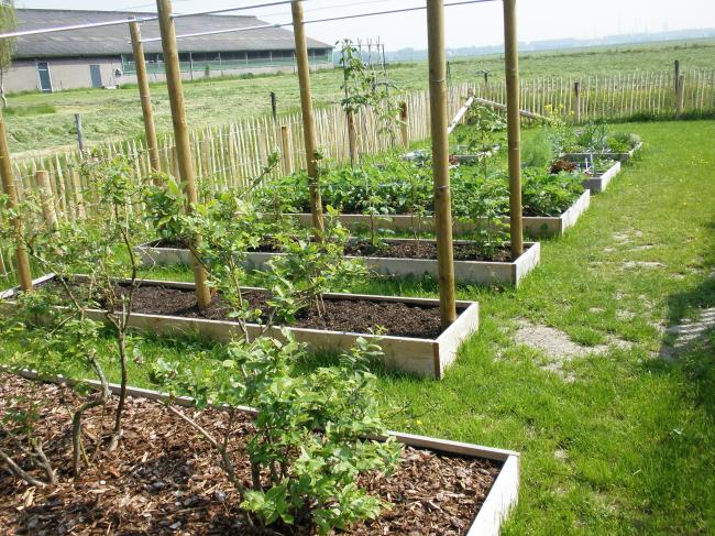 Verbazingwekkend Weer een beginnende moestuinier - Voordeur - Moestuin Forum NT-97