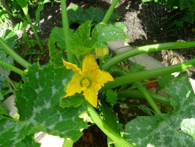 tuin-15-juni-2015-889191434520150.JPG