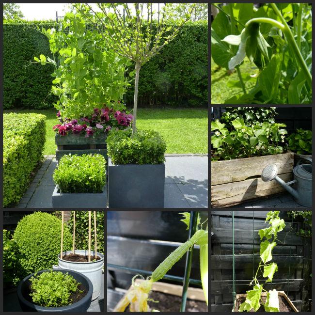 tuin-17mei64011431883919.jpg