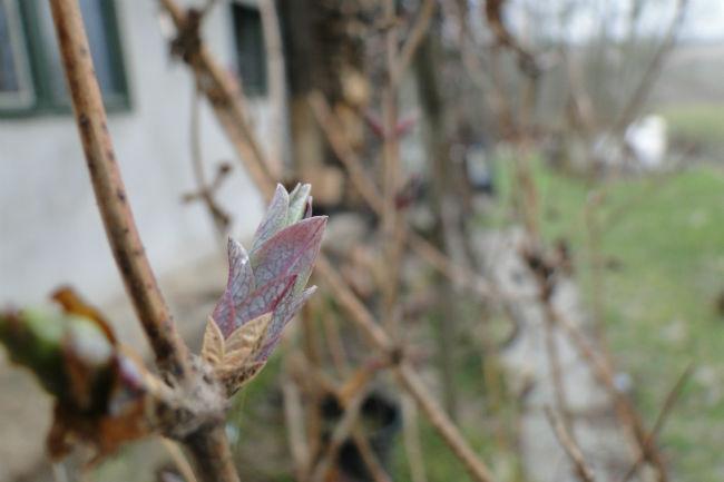 tuin-20-feb-02019311393025937.JPG
