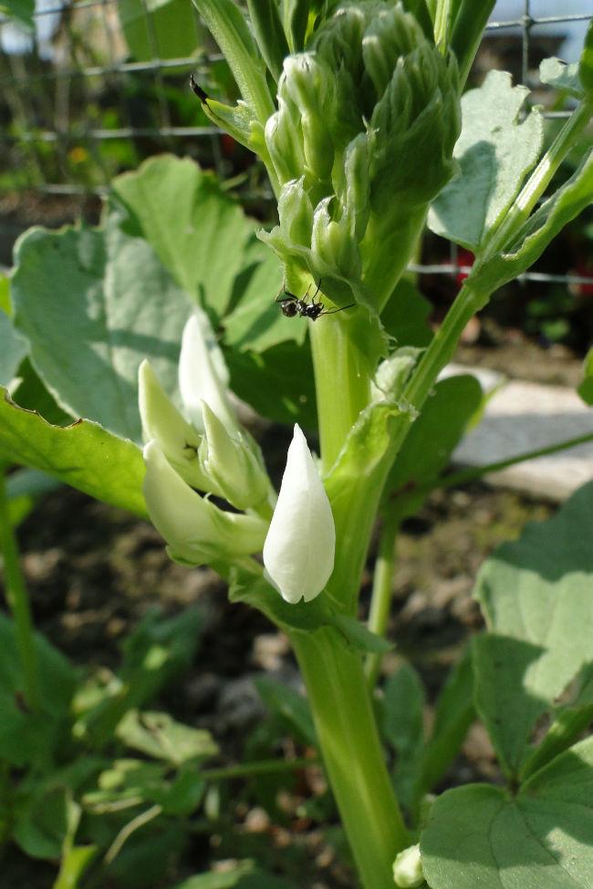 tuin-7-april-11734901396985536.JPG