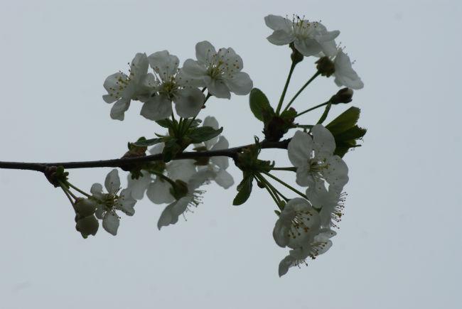 tuin-ui-00582081396714826.JPG