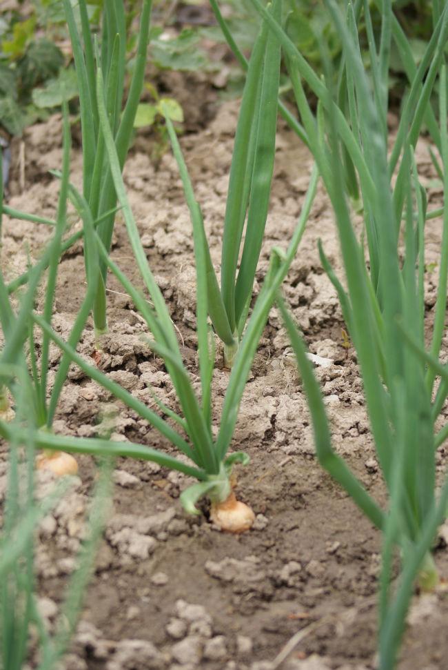 tuin-ui-01172751396715121.JPG